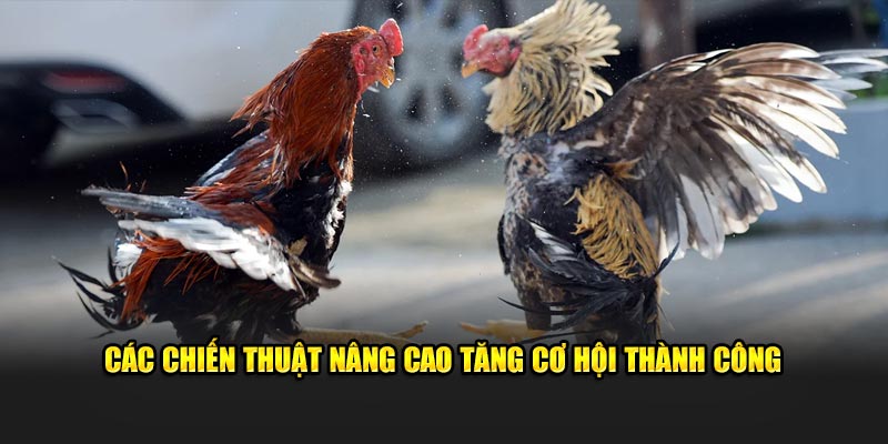 Các chiến thuật nâng cao tăng cơ hội thành công 