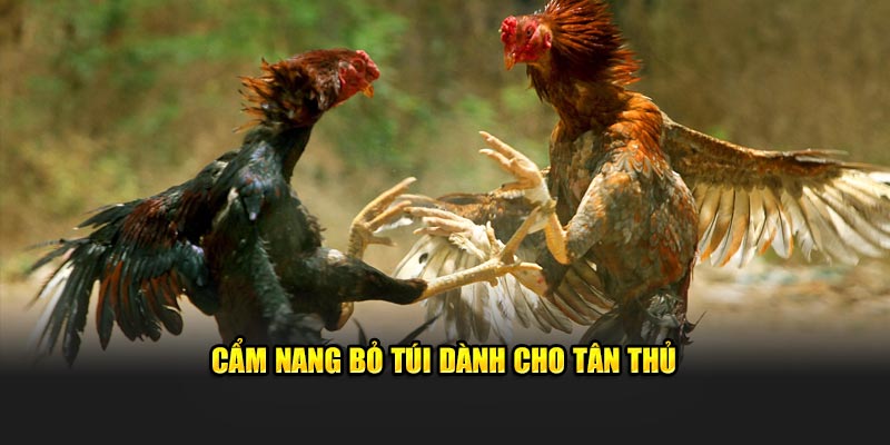 Bí kíp hay ho dành cho thành viên mới 