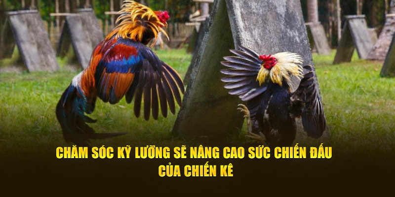 Chăm sóc kỹ lưỡng sẽ nâng cao sức chiến đấu của chiến kê