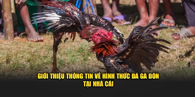 Giới thiệu thông tin về hình thức đá gà đòn tại nhà cái