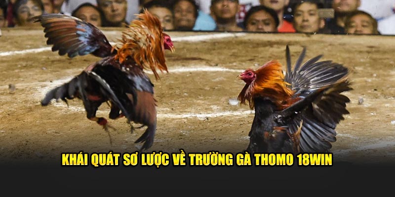 Khái quát sơ lược về trường gà Thomo 18WIN 