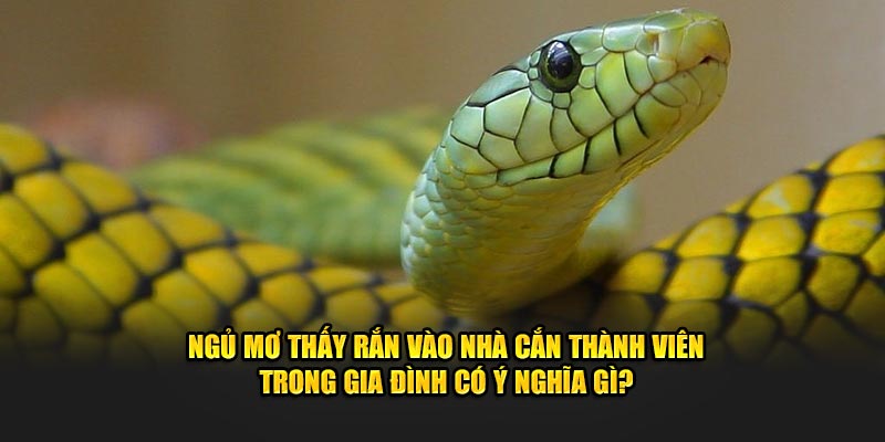 Ngủ mơ thấy rắn vào nhà cắn thành viên trong gia đình có ý nghĩa gì?