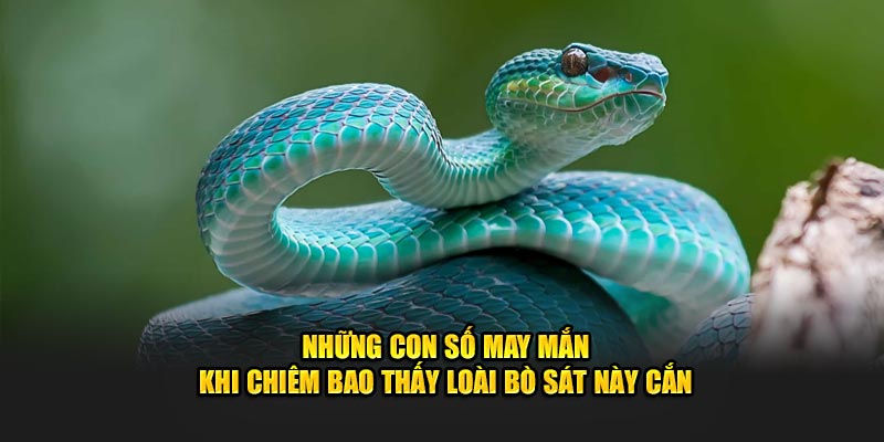 Những con số may mắn khi chiêm bao thấy loài bò sát này cắn