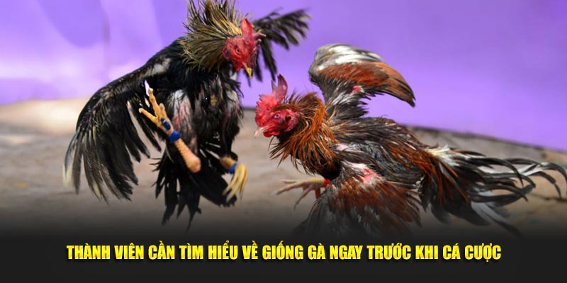 Thành viên cần tìm hiểu về giống gà ngay trước khi cá cược