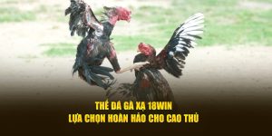 thế đá gà xạ