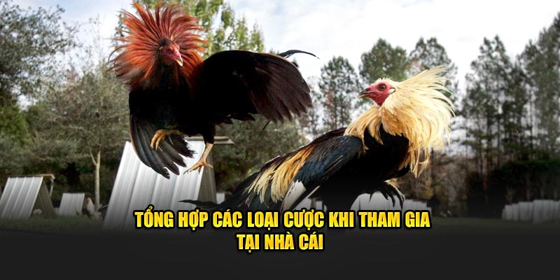 Tổng hợp các loại cược khi tham gia tại nhà cái 