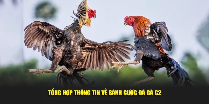 Tổng hợp thông tin về hình thức giải trí thú vị tại 18Win 