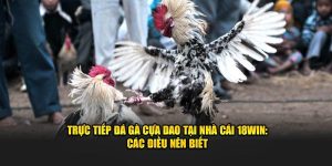 trực tiếp đá gà cựa dao