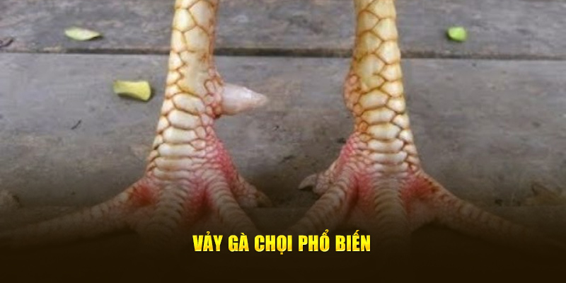 Vảy gà chọi phổ biến